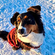 Talia a rejoint le concours — aidez-le/la à gagner de superbes lots ! dog, snow, red_jacket, outdoor, pet, canine, winter, fur, animal, sitting, sunlight, portrait, cold, nature, cute, friendly, ears, nose, eyes, paw