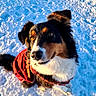 dog, snow, red_jacket, outdoor, pet, canine, winter, fur, animal, sitting, sunlight, portrait, cold, nature, cute, friendly, ears, nose, eyes, paw