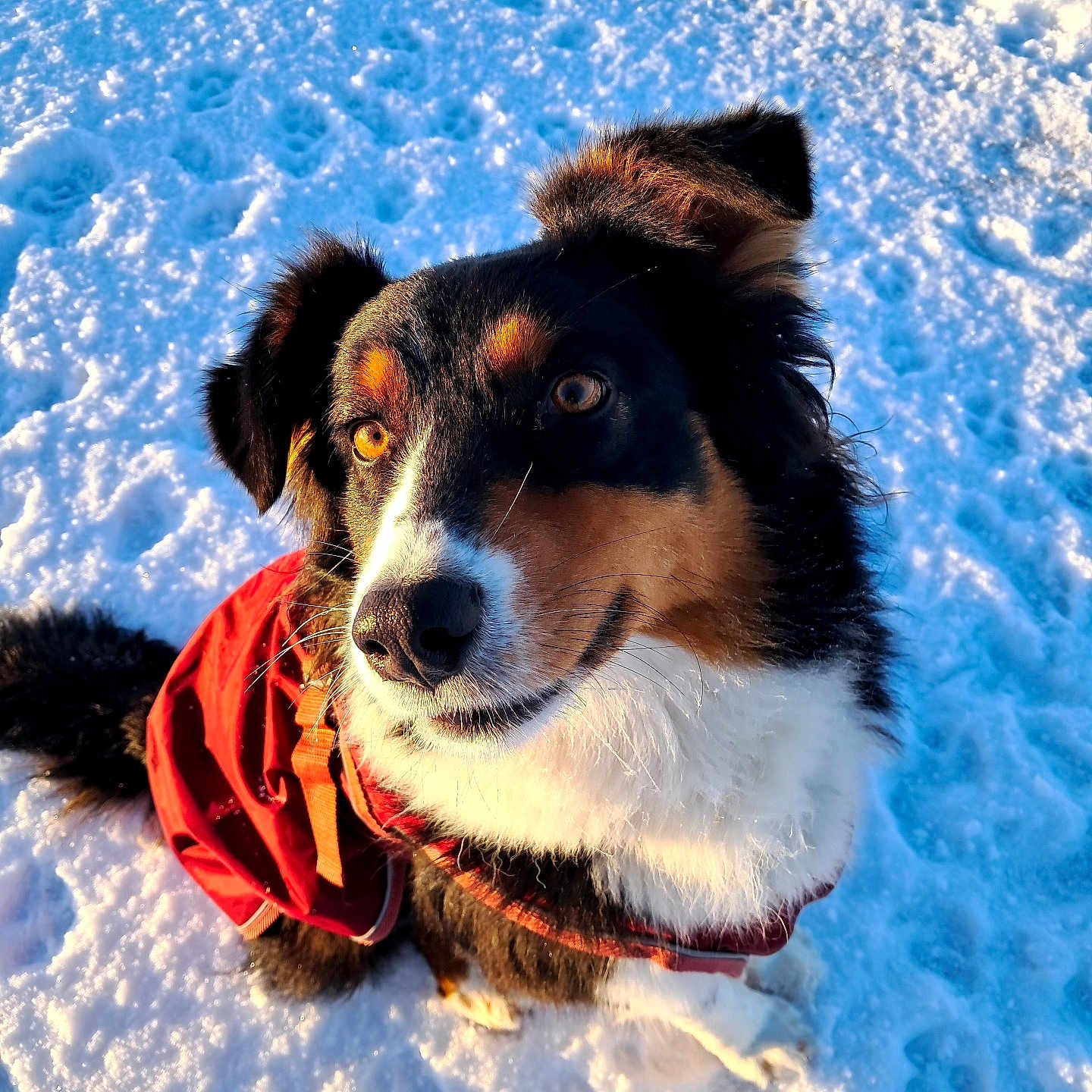 Talia a rejoint le concours — aidez-le/la à gagner de superbes lots ! dog, snow, red_jacket, outdoor, pet, canine, winter, fur, animal, sitting, sunlight, portrait, cold, nature, cute, friendly, ears, nose, eyes, paw