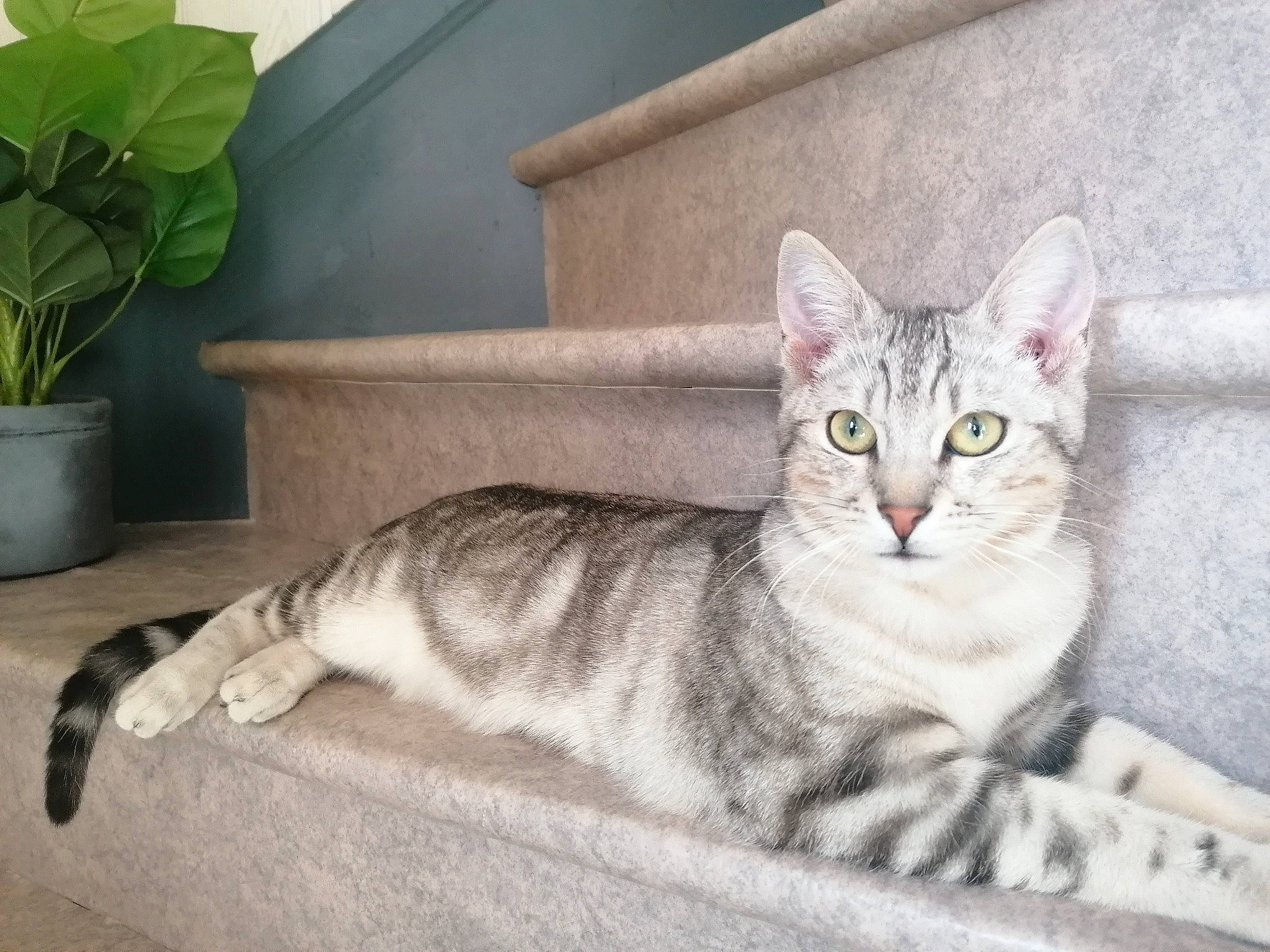 Tiger participe au concours pour gagner de l'argent avec cette photo : carnivore, cat, comfort, domestic_short_haired_cat, door, felidae, flowerpot, fur, grey, herb, houseplant, paint, paw, plant, sitting, small_to_medium_sized_cats, snout, tail, whiskers, window