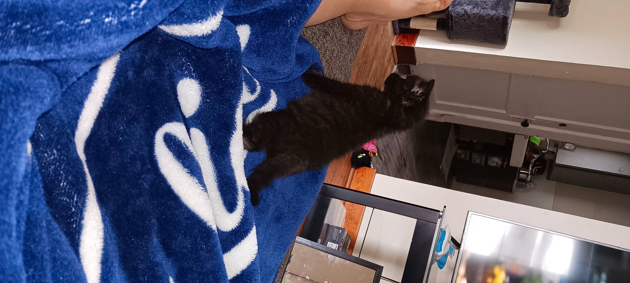 Binx joined the competition — help win amazing prizes! black_cat, carnivore, cat, domestic_short_haired_cat, electric_blue, felidae, fur, gesture, human_leg, lap, linens, pattern, small_to_medium_sized_cats, sportswear, tail, whiskers