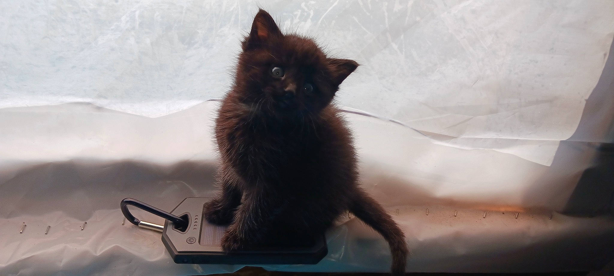 Binx joined the competition — help win amazing prizes! black_cat, bombay, carnivore, cat, claw, domestic_short_haired_cat, felidae, fur, grey, shadow, small_to_medium_sized_cats, snout, tail, whiskers, window