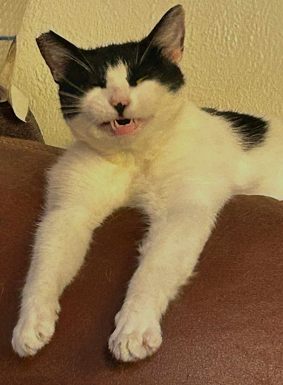 Pebbles Flintstone is registered to the contest to win money with this photo: cat, black_and_white, pet, feline, lounging, indoor, fur, whiskers, claws, relaxed, stretching, animal, cute, mammal, expression, front_legs, resting, close_up, home, funny