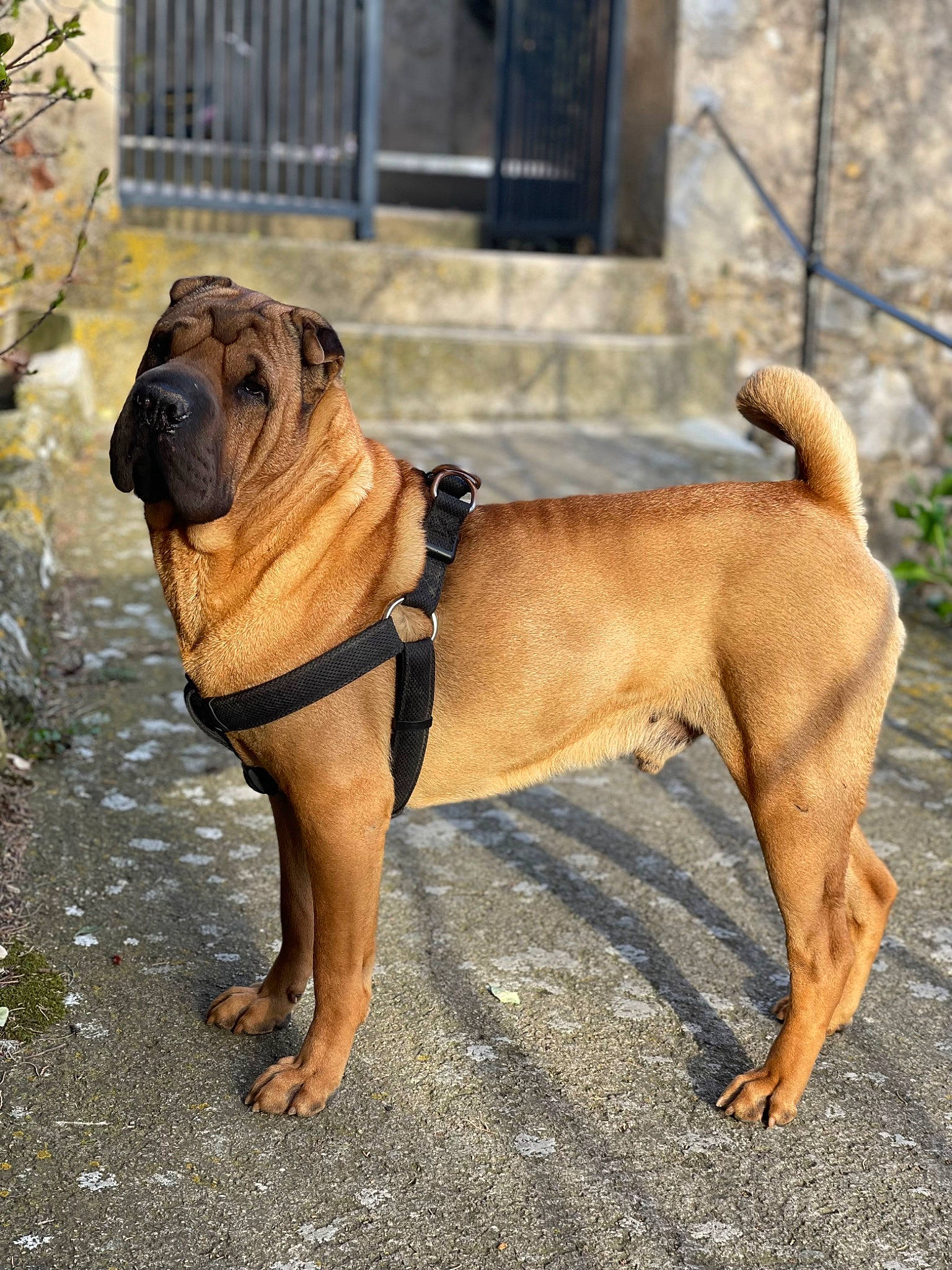 Haron participe au concours pour gagner de l'argent avec cette photo : bulldog, canidae, carnivore, collar, companion_dog, dog, dog_breed, dog_collar, fawn, molosser, ori_pei, shar_pei, snout, sporting_group, tail, terrestrial_animal, window, working_animal, working_dog, wrinkle
