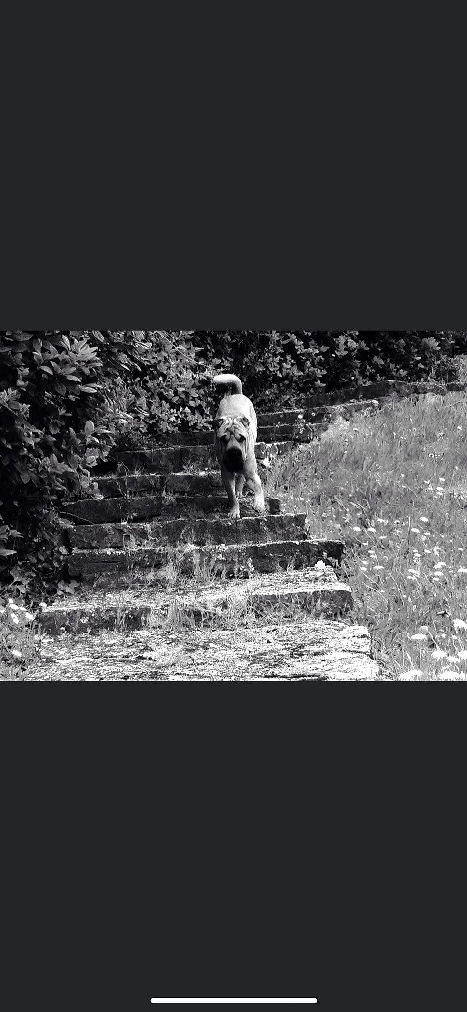 Haron a rejoint le concours — aidez-le/la à gagner de superbes lots ! darkness, flash_photography, font, grass, grassland, horizon, landscape, monochrome, monochrome_photography, people_in_nature, plant, rectangle, rock, sitting, sky, soil, still_life_photography, t_shirt, visual_arts, wildlife