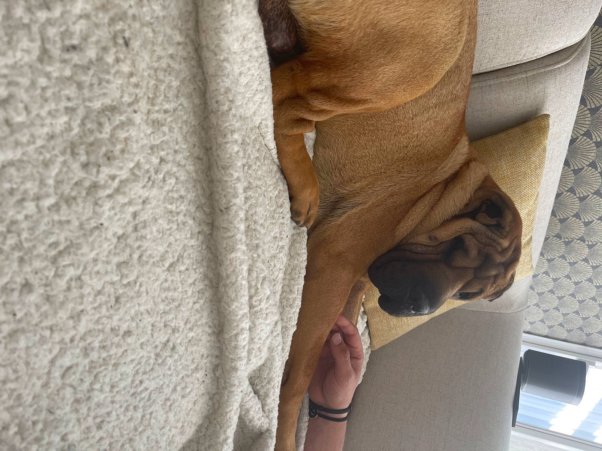 Haron a rejoint le concours — aidez-le/la à gagner de superbes lots ! beige, comfort, curtain, dog, fawn, flooring, grey, human_leg, leg, linens, pattern, sculpture, sleeve, stairs, statue, textile, tints_and_shades, waist, window, wood