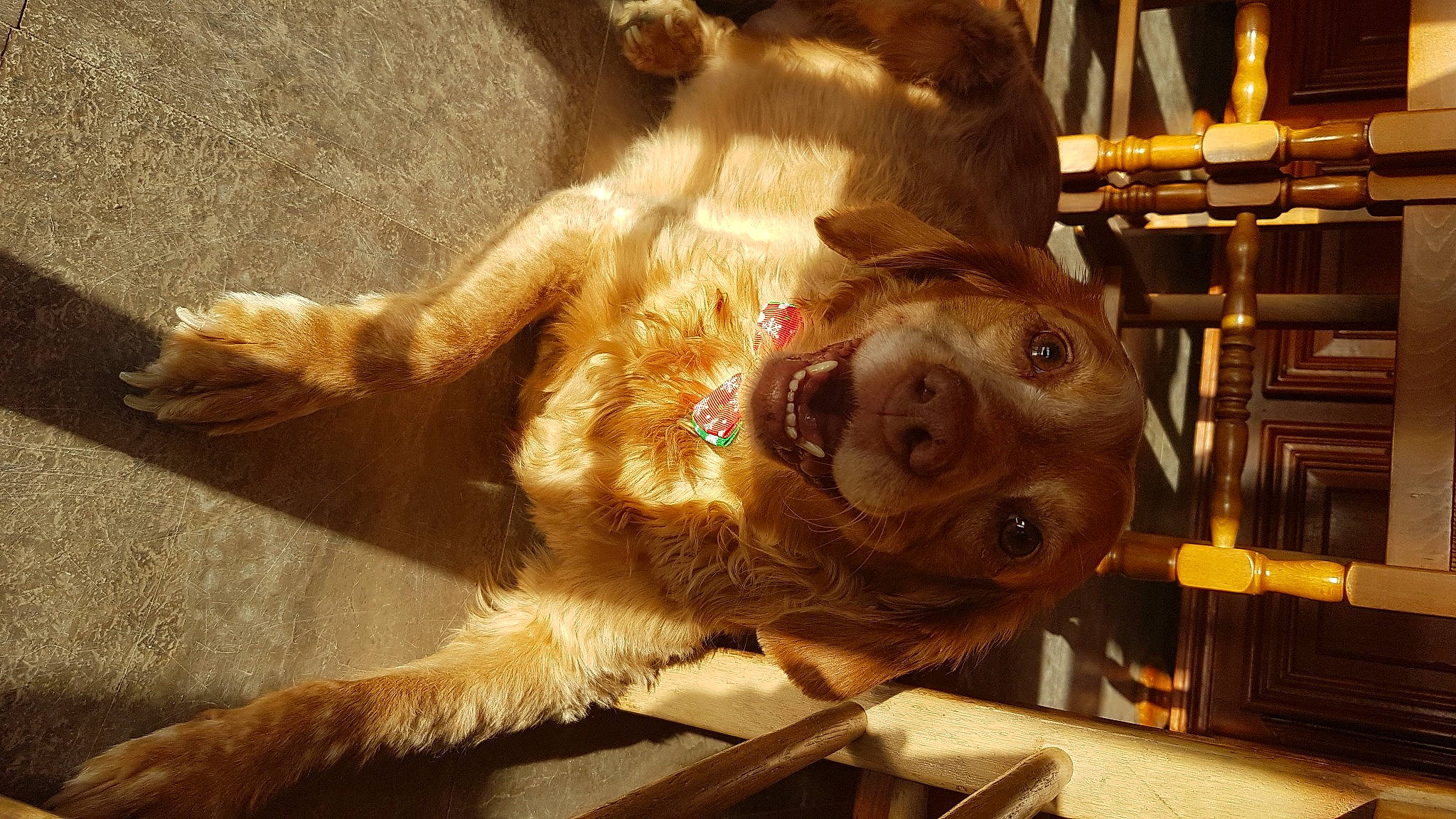 Hiris a rejoint le concours — aidez-le/la à gagner de superbes lots ! canidae, carnivore, companion_dog, dog, dog_breed, fawn, retriever, snout, sporting_group