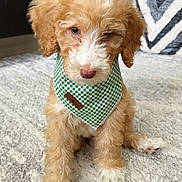 Grizzly joined the competition — help win amazing prizes! puppy, dog, bandana, green, curly_fur, carpet, indoor, cute, pet, animal, sitting, fluffy, adorable, young, fur, looking, soft_texture, cozy, brown, white