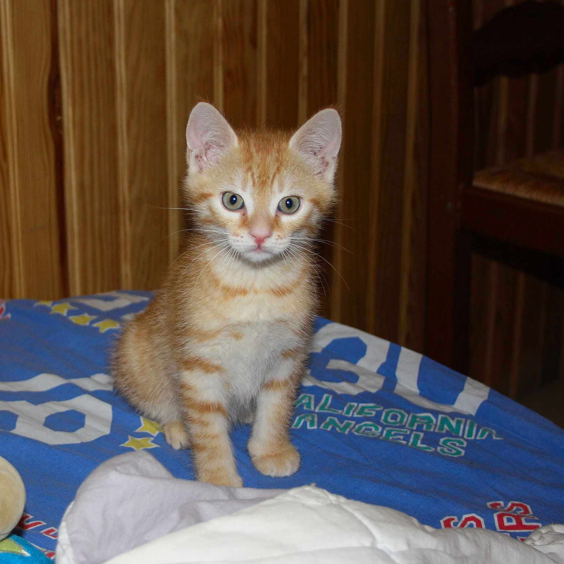 Caramel