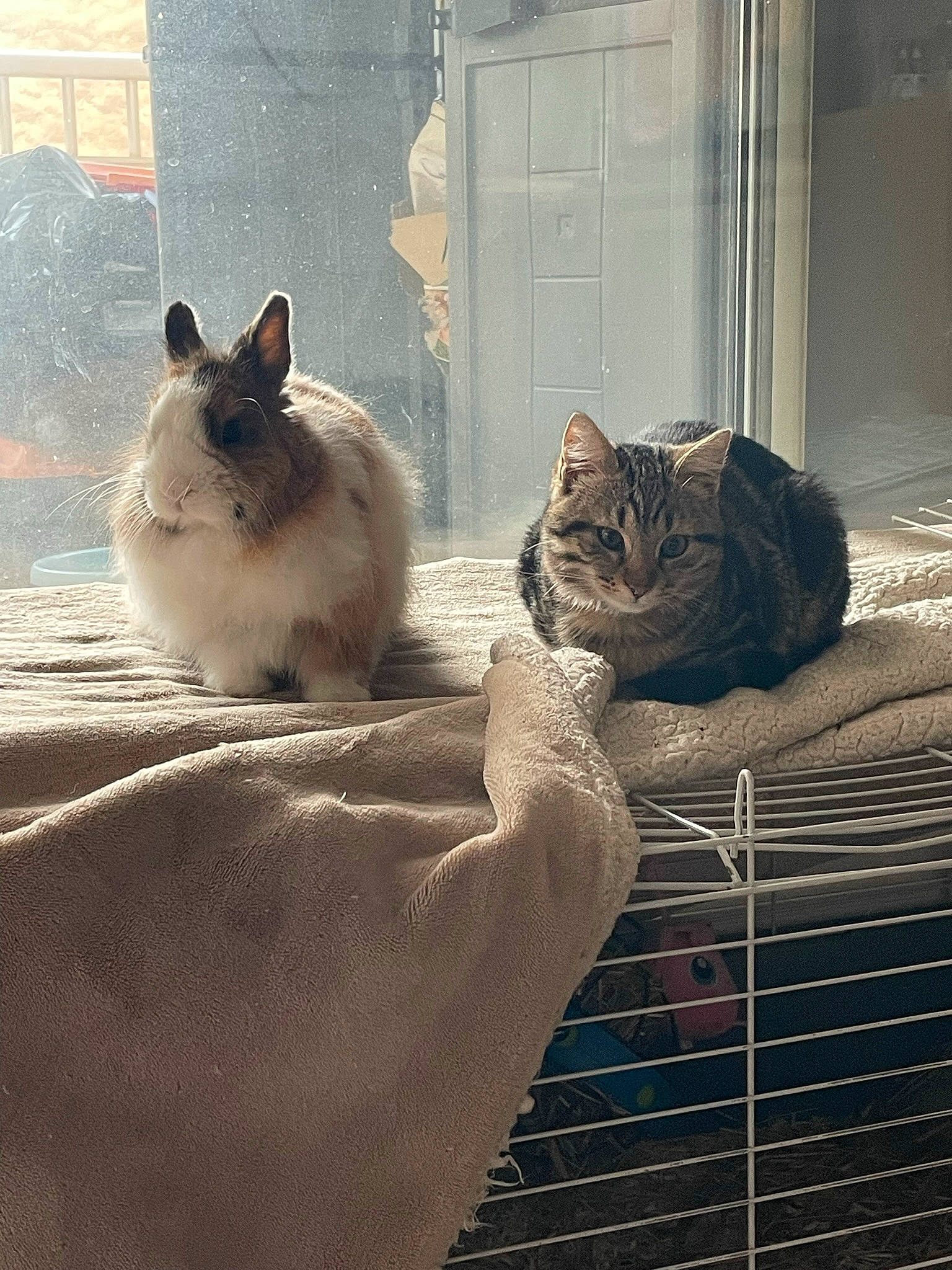 Orion a rejoint le concours — aidez-le/la à gagner de superbes lots ! animal_shelter, carnivore, cat, comfort, domestic_short_haired_cat, door, fawn, felidae, flooring, fur, grey, line, paw, pet_supply, small_to_medium_sized_cats, snout, tail, whiskers, window, wood