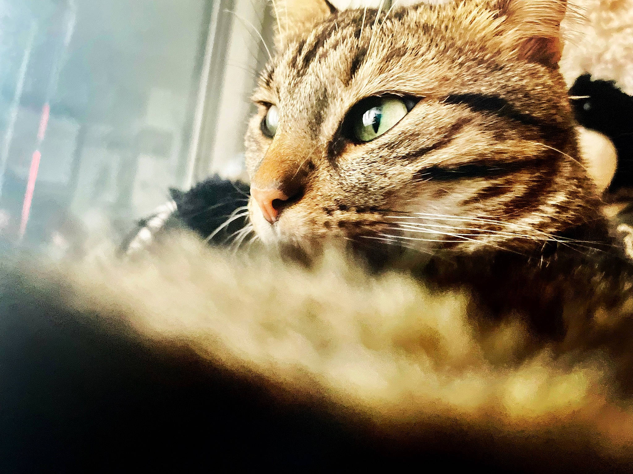 Orion participe au concours pour gagner de l'argent avec cette photo : carnivore, cat, claw, domestic_short_haired_cat, felidae, fur, grass, macro_photography, paw, small_to_medium_sized_cats, snout, terrestrial_animal, tree, whiskers, wildlife, window