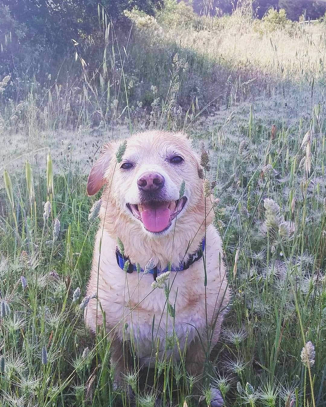 Voyou a rejoint le concours — aidez-le/la à gagner de superbes lots ! canidae, carnivore, companion_dog, dog, dog_breed, fawn, flower, golden_retriever, grass, hunting_dog, labrador_retriever, plant, retriever, sporting_group, wildflower