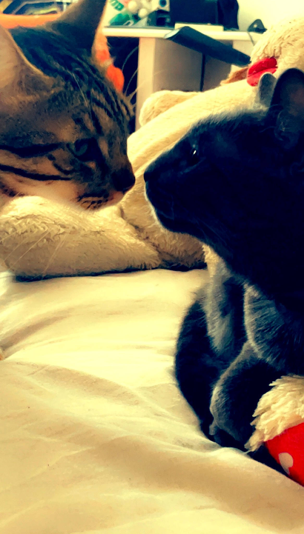 Moppynette participe au concours pour gagner de l'argent avec cette photo : bed, black_cat, carnivore, cat, claw, comfort, domestic_short_haired_cat, electric_blue, felidae, fur, grey, human_leg, linens, mammal, paw, small_to_medium_sized_cats, snout, tail, textile, whiskers