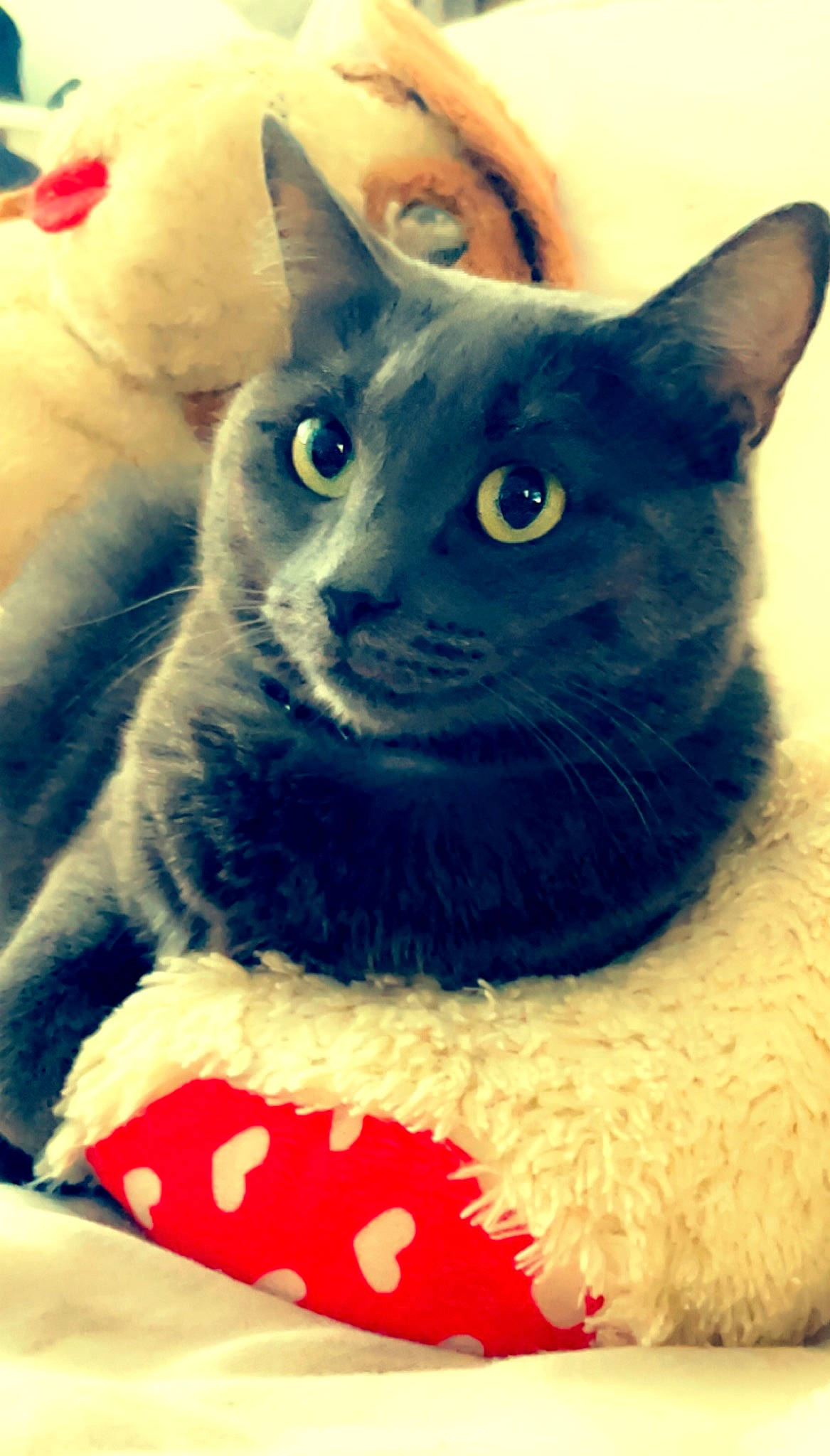 Moppynette participe au concours pour gagner de l'argent avec cette photo : carnivore, cat, cat_supply, comfort, domestic_short_haired_cat, electric_blue, felidae, fur, pattern, paw, russian_blue, small_to_medium_sized_cats, snout, tail, whiskers