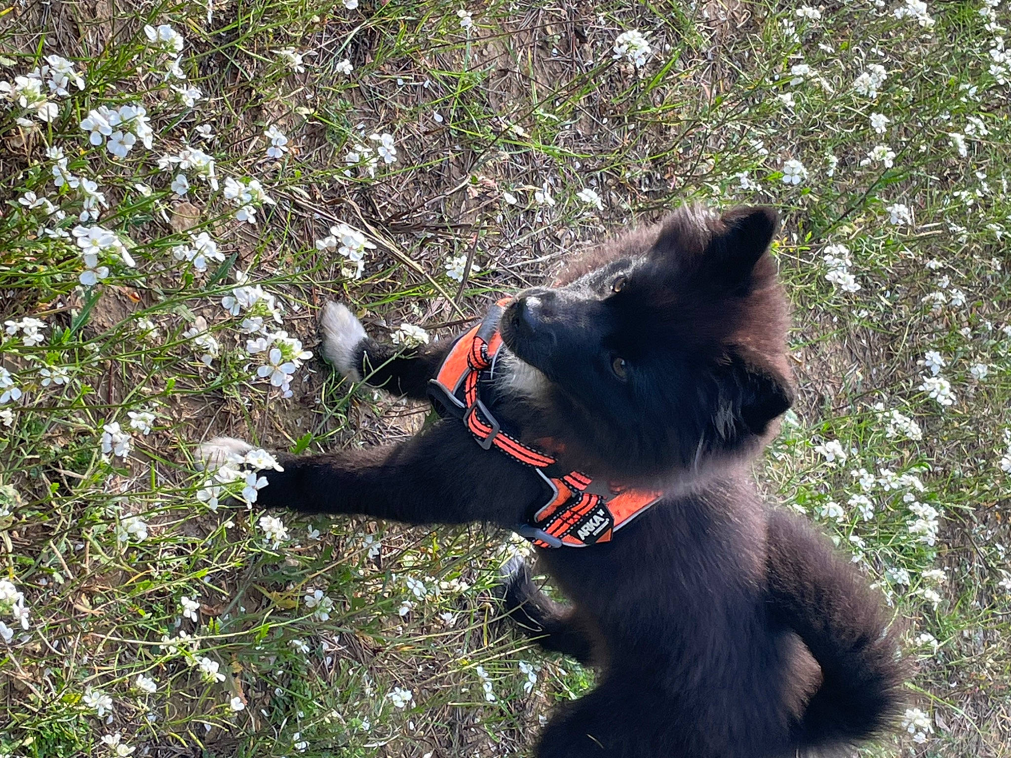 Trinity a rejoint le concours — aidez-le/la à gagner de superbes lots ! black_norwegian_elkhound, canidae, carnivore, collar, companion_dog, dog, dog_breed, felidae, flower, fur, grass, herding_dog, plant, small_to_medium_sized_cats, snout, sporting_group, tail, terrestrial_animal, working_animal, working_dog