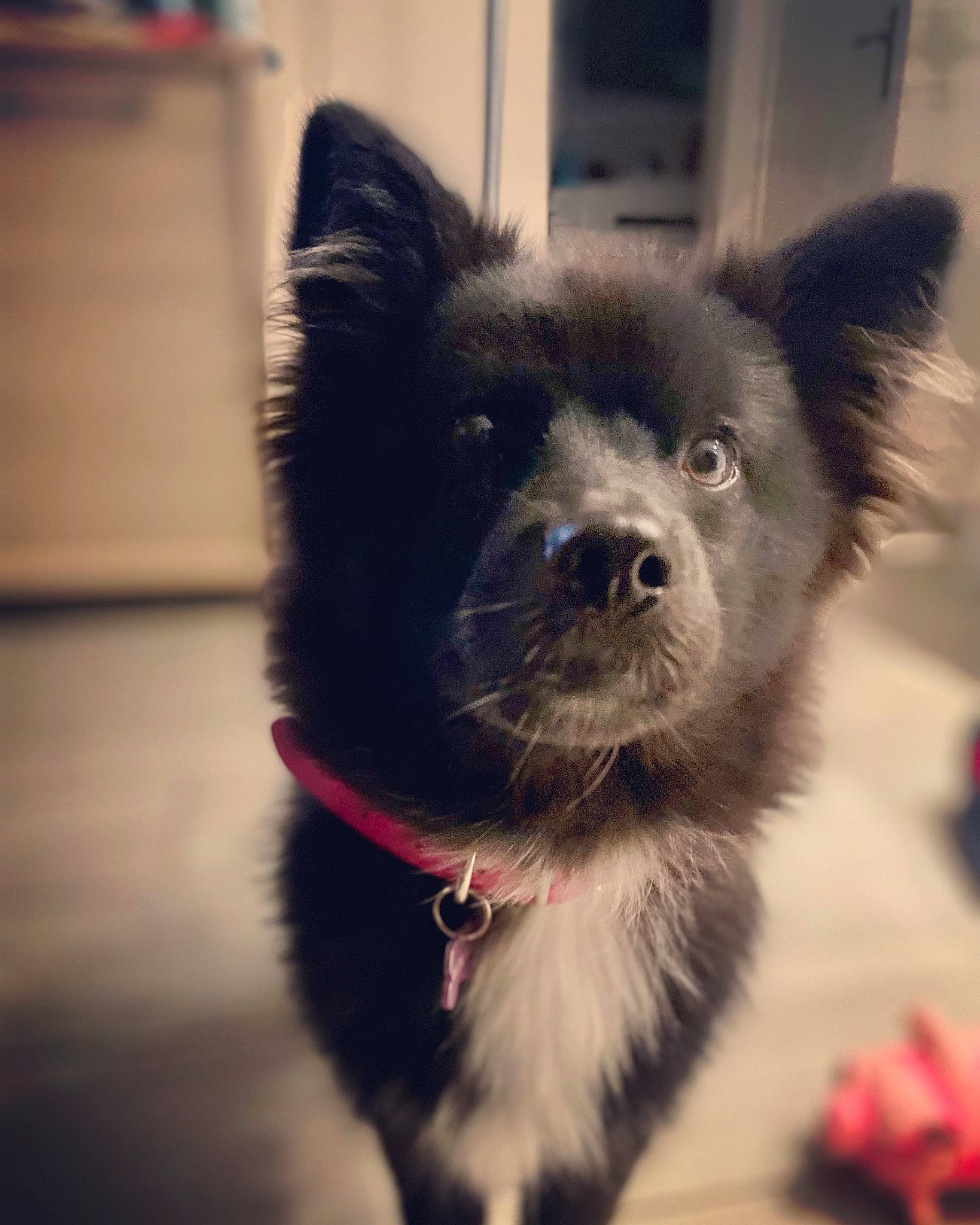 Trinity participe au concours pour gagner de l'argent avec cette photo : canidae, carnivore, collar, companion_dog, dog, dog_breed, dog_collar, ear, electric_blue, eye, fur, pet_supply, selfie, sporting_group, tail, terrestrial_animal, toy_dog, whiskers, working_animal, working_dog