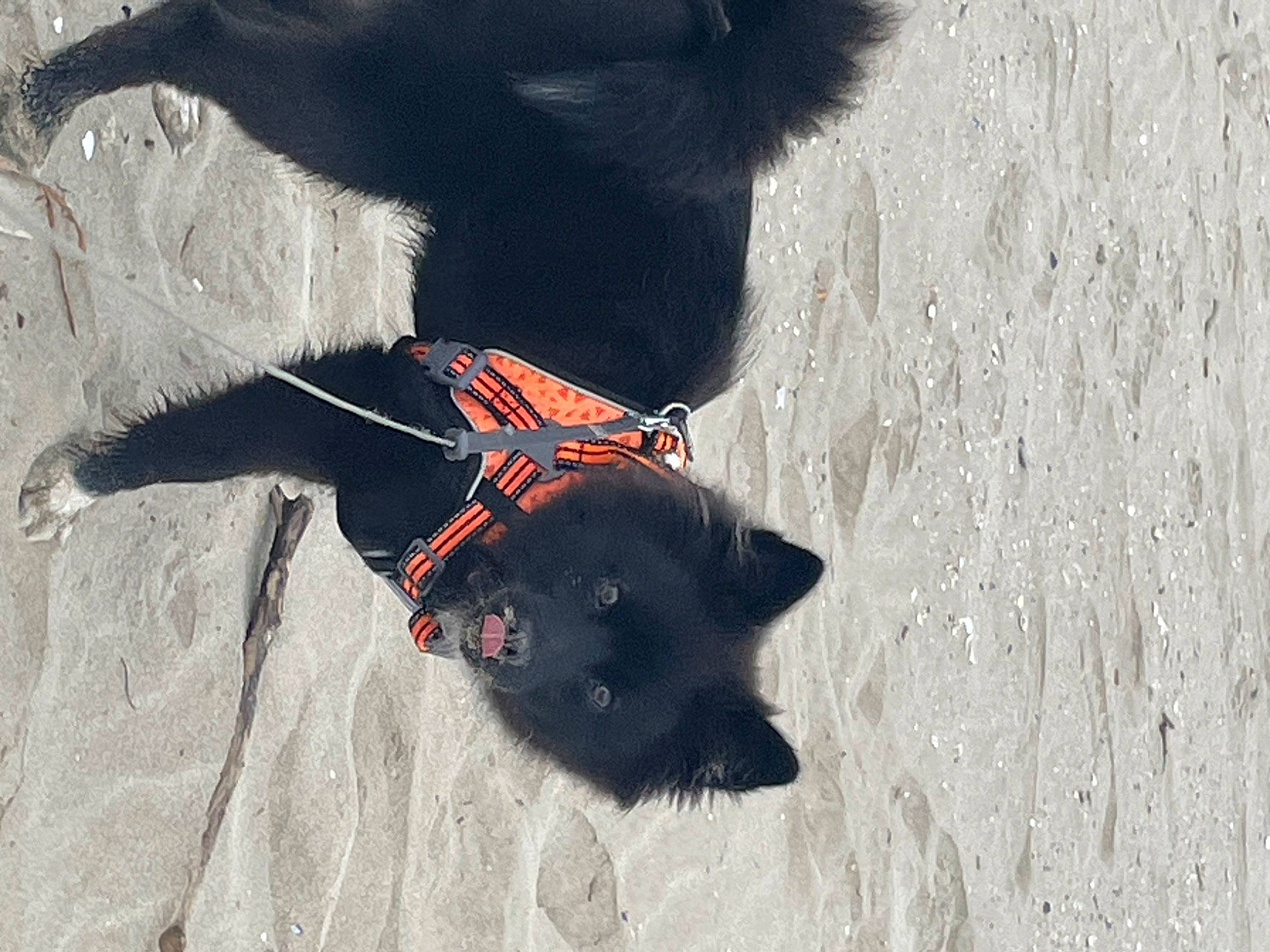 Trinity participe au concours pour gagner de l'argent avec cette photo : canidae, carmine, carnivore, collar, companion_dog, dog, dog_breed, dog_collar, dog_supply, fashion_accessory, fawn, fur, leash, pack_animal, pet_supply, shadow, snout, sporting_group, tail, working_animal