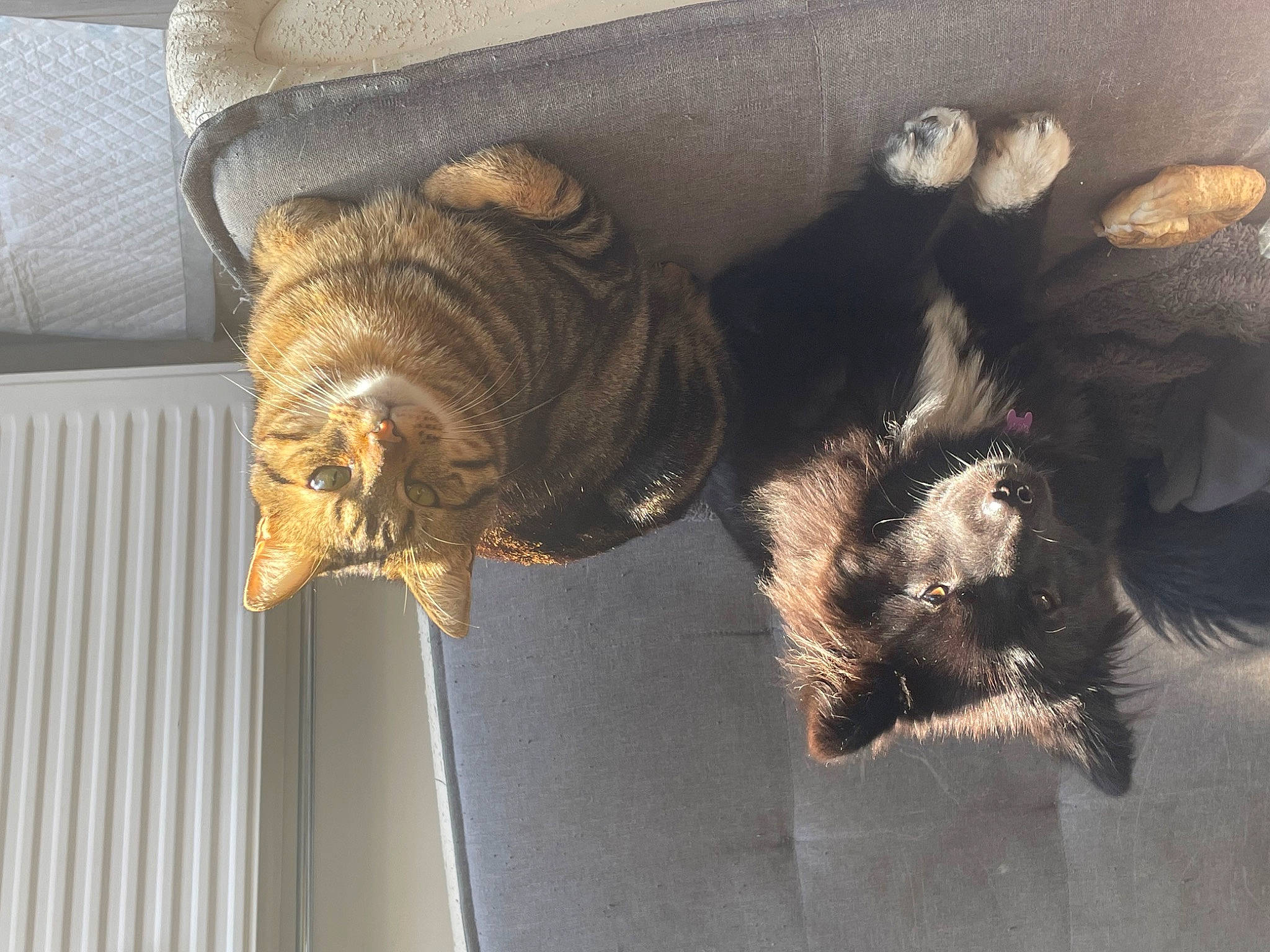 Trinity participe au concours pour gagner de l'argent avec cette photo : canidae, carnivore, claw, comfort, companion_dog, couch, dog, dog_breed, feather, felidae, fur, liver, mammal, metal, paw, small_to_medium_sized_cats, sporting_group, tail, whiskers, wood