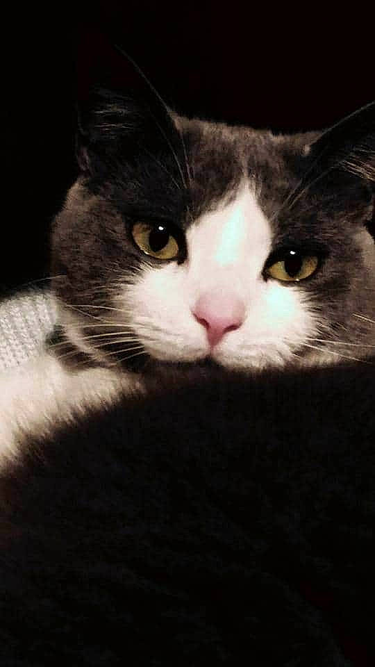 Câline participe au concours pour gagner de l'argent avec cette photo : aegean_cat, american_wirehair, black_and_white, black_cat, carnivore, cat, domestic_short_haired_cat, european_shorthair, eye, felidae, kitten, mammal, norwegian_forest_cat, polydactyl_cat, small_to_medium_sized_cats, snout, whiskers