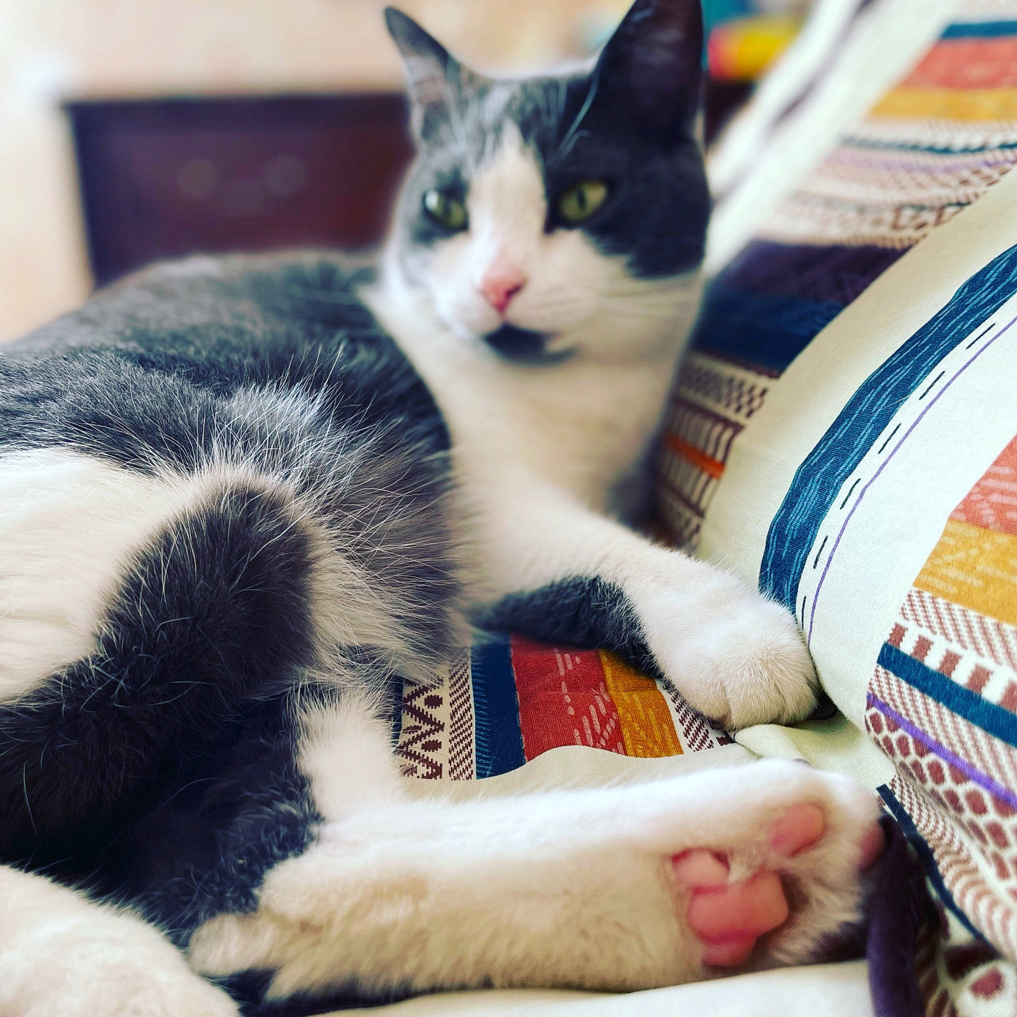 Câline participe au concours pour gagner de l'argent avec cette photo : carnivore, cat, claw, comfort, domestic_short_haired_cat, eye, felidae, foot, fur, human_leg, lap, love, nap, paw, publication, sitting, small_to_medium_sized_cats, snout, tail, whiskers