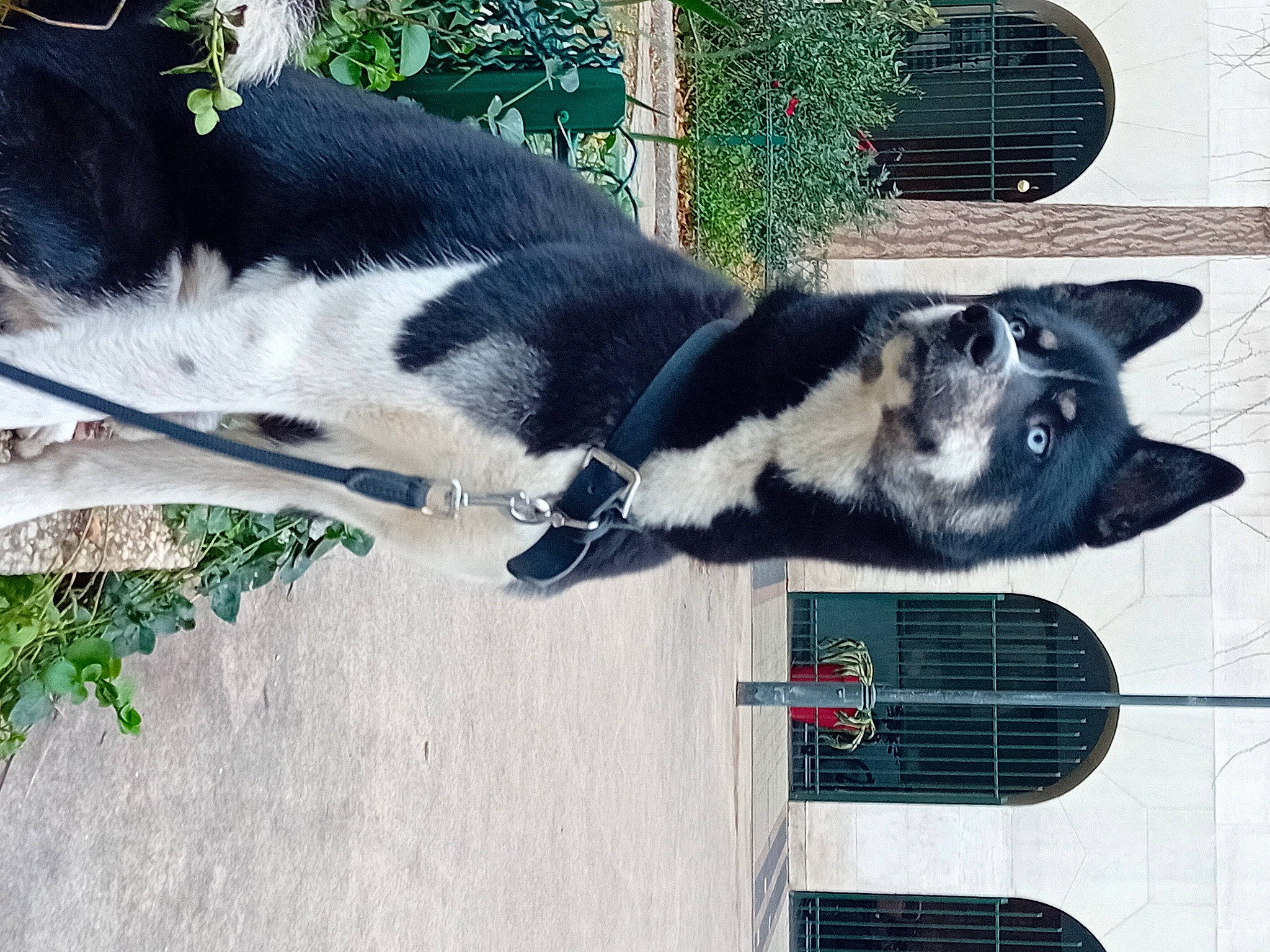 Ivar a rejoint le concours — aidez-le/la à gagner de superbes lots ! canidae, carnivore, cat, collar, dog, dog_breed, dog_supply, domestic_short_haired_cat, felidae, fur, pet_supply, plant, small_to_medium_sized_cats, snout, sporting_group, tail, terrestrial_animal, whiskers, white, working_animal