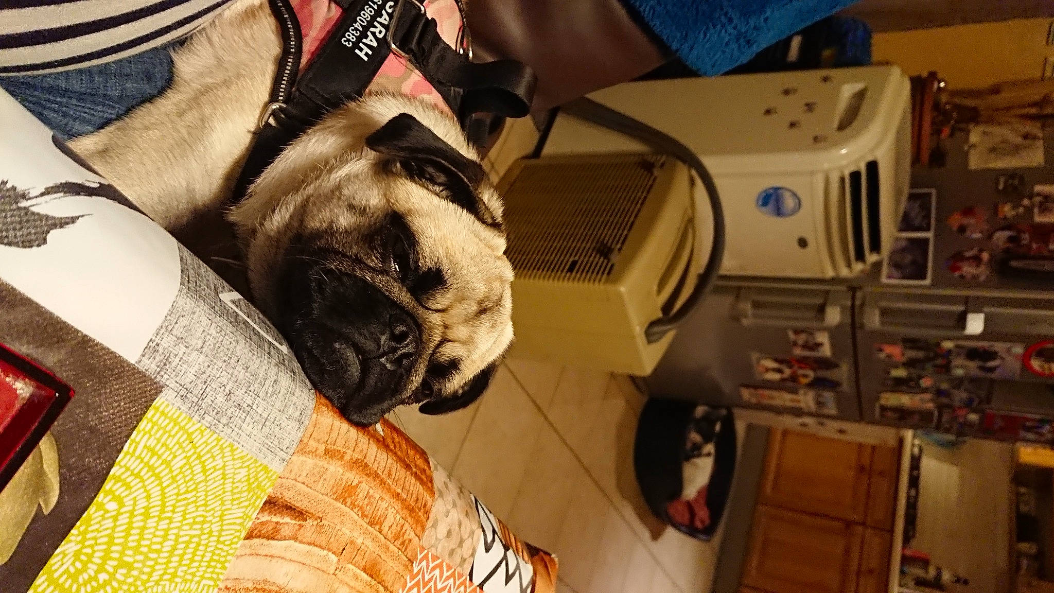 Sarah a rejoint le concours — aidez-le/la à gagner de superbes lots ! canidae, carnivore, comfort, companion_dog, dog, dog_breed, eyewear, fawn, fur, machine, office_supplies, pattern, personal_protective_equipment, pug, snout, sporting_group, toy_dog, wood, working_animal, wrinkle