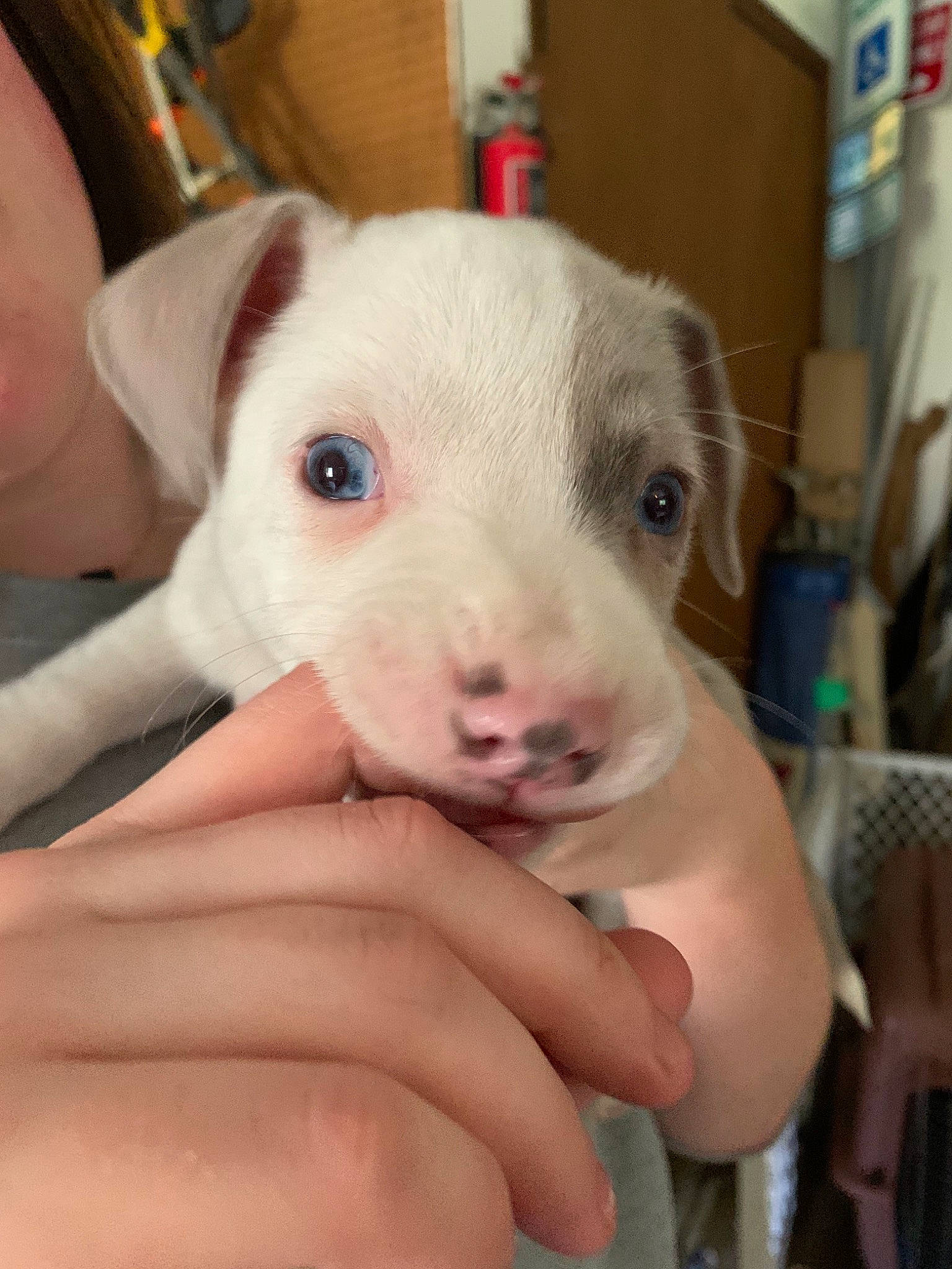 Finnigan joined the competition — help win amazing prizes! american_pit_bull_terrier, canidae, carnivore, dog, dog_breed, fawn, mammal, non_sporting_group, nose, old_english_terrier, pit_bull, puppy, rare_breed_dog, snout, vertebrate