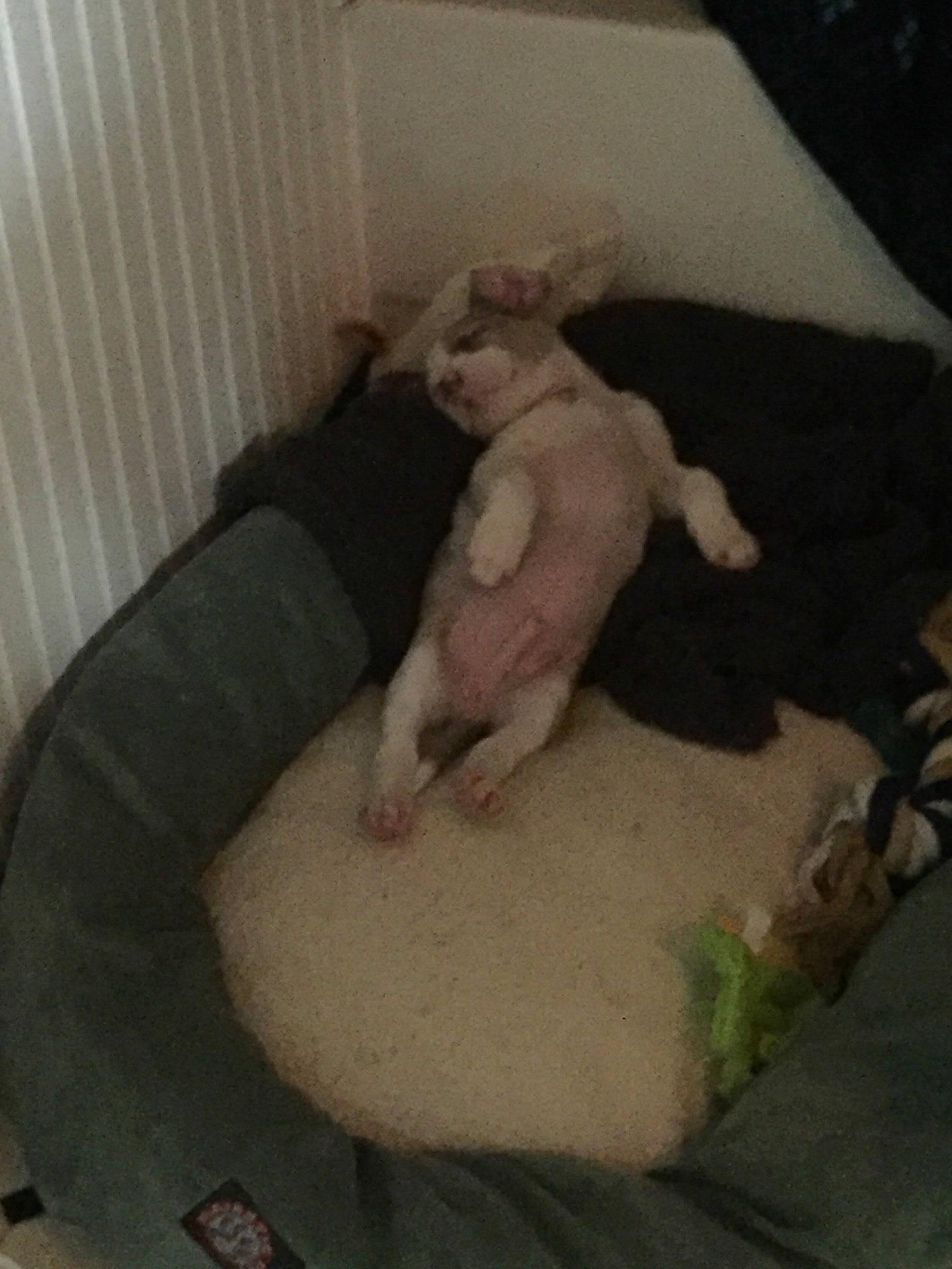 Finnigan joined the competition — help win amazing prizes! american_bulldog, american_pit_bull_terrier, bull_terrier, canidae, carnivore, dog, dog_breed, dogo_argentino, fawn, guard_dog, italian_greyhound, non_sporting_group, pit_bull, tail