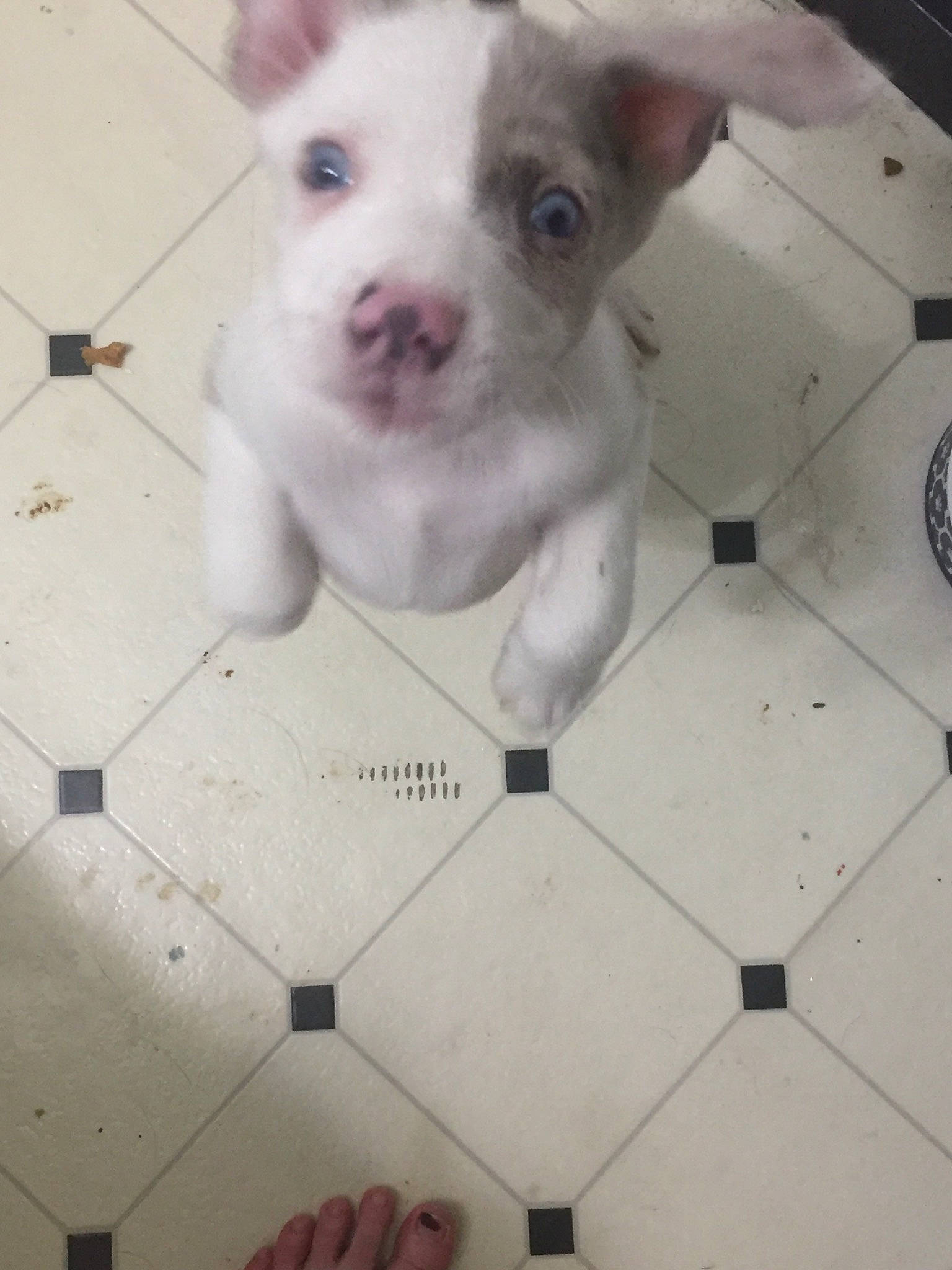 Finnigan is registered to the contest to win money with this photo: american_pit_bull_terrier, canidae, carnivore, companion_dog, dog, dog_breed, ear, eye, fawn, mammal, non_sporting_group, nose, pit_bull, puppy, rare_breed_dog, skin, snout, sporting_group, vertebrate