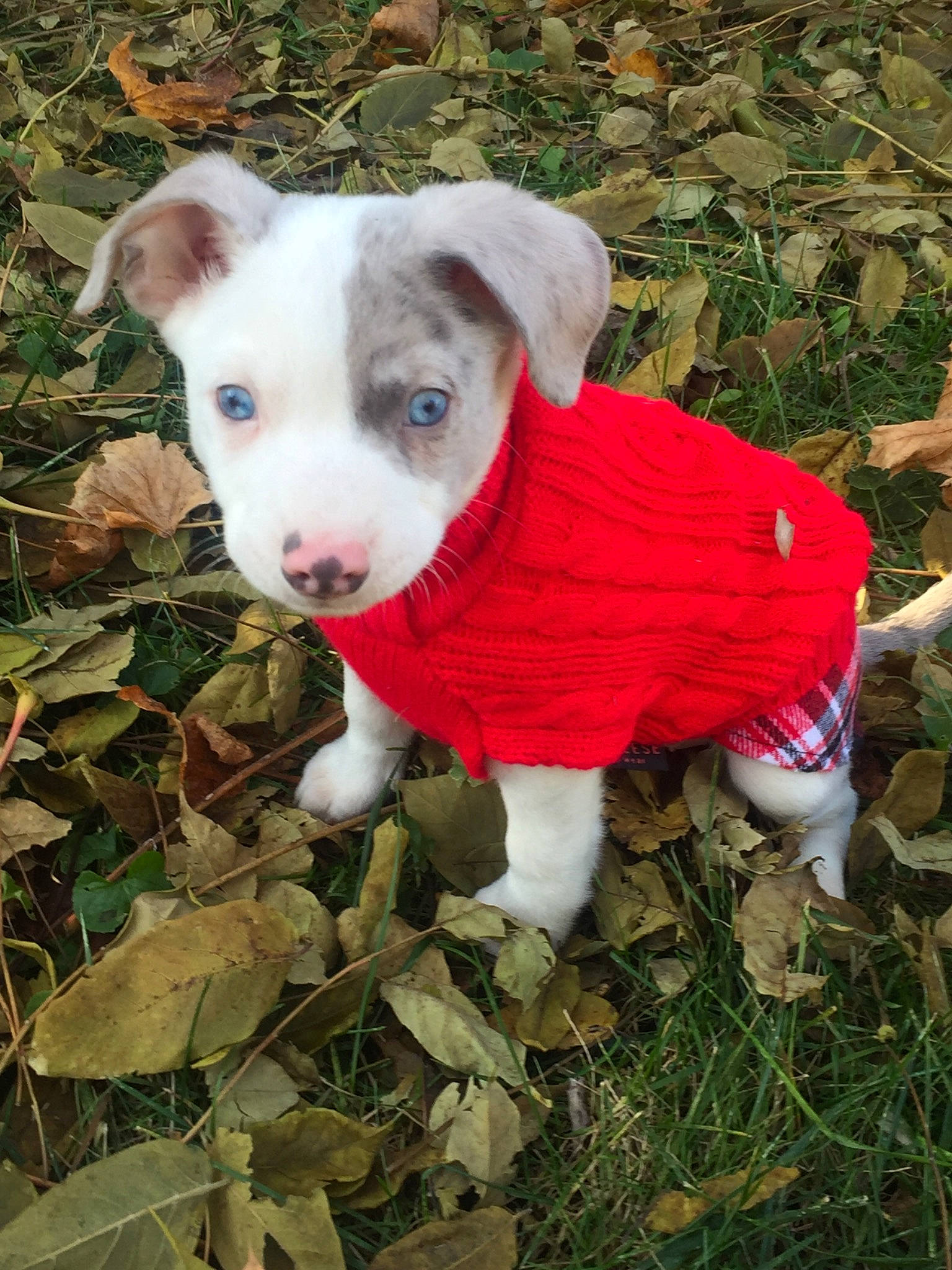 Finnigan is registered to the contest to win money with this photo: american_pit_bull_terrier, canidae, carnivore, companion_dog, dog, dog_breed, fawn, feist, mammal, pit_bull, puppy, rare_breed_dog, treeing_feist, vertebrate