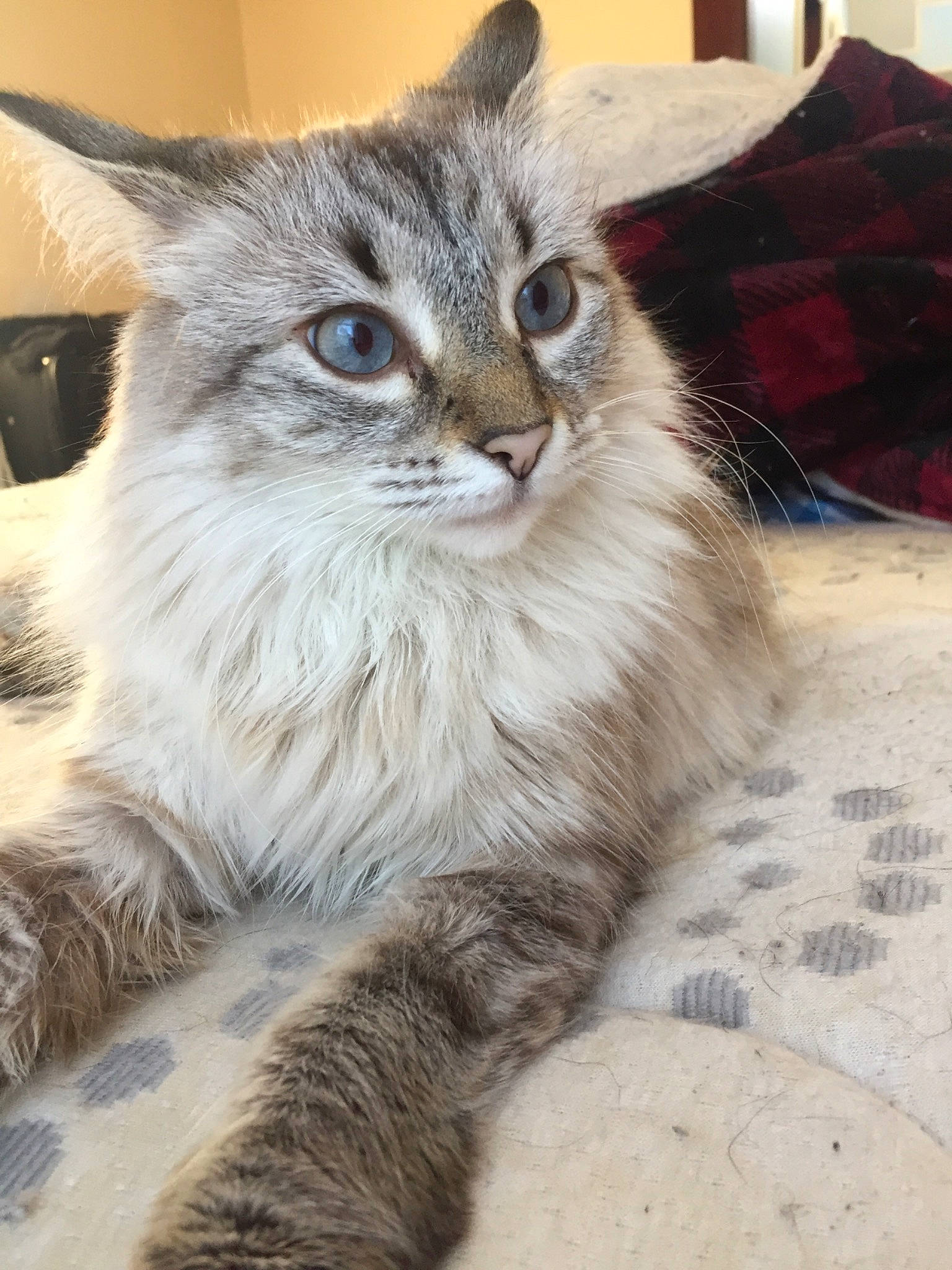 Penelope joined the competition — help win amazing prizes! american_curl, asian, asian_semi_longhair, british_semi_longhair, carnivore, cat, domestic_long_haired_cat, felidae, fur, kitten, maine_coon, mammal, norwegian_forest_cat, persian, ragamuffin, ragdoll, siberian, small_to_medium_sized_cats, vertebrate, whiskers