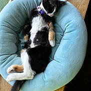 Rei is registered to the contest to win money with this photo: cat, calico_cat, sleeping, relaxed, pet, animal, blue_bed, cushion, fluffy, black_white_fur, orange_patches, belly_up, whiskers, ears, collar, indoor, window, wooden_table, cozy, nap