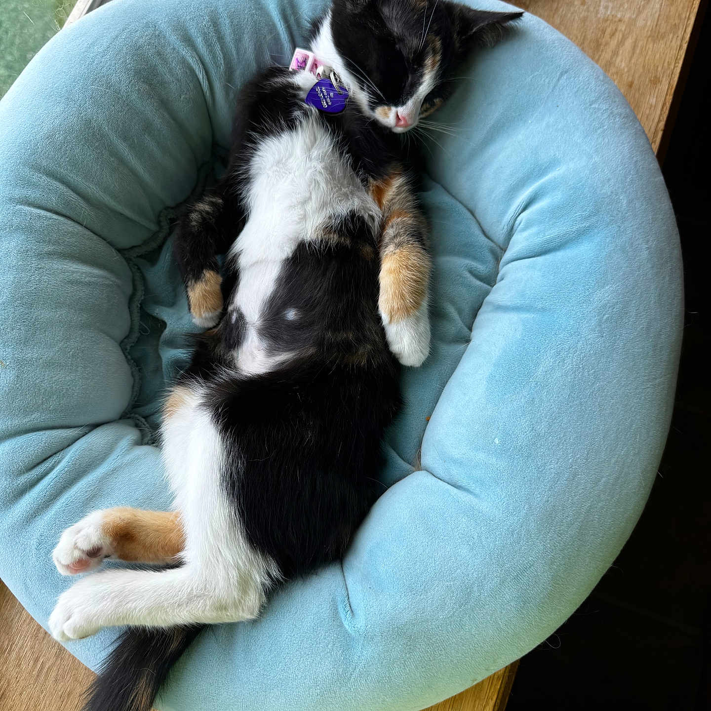 Rei is registered to the contest to win money with this photo: cat, calico_cat, sleeping, relaxed, pet, animal, blue_bed, cushion, fluffy, black_white_fur, orange_patches, belly_up, whiskers, ears, collar, indoor, window, wooden_table, cozy, nap
