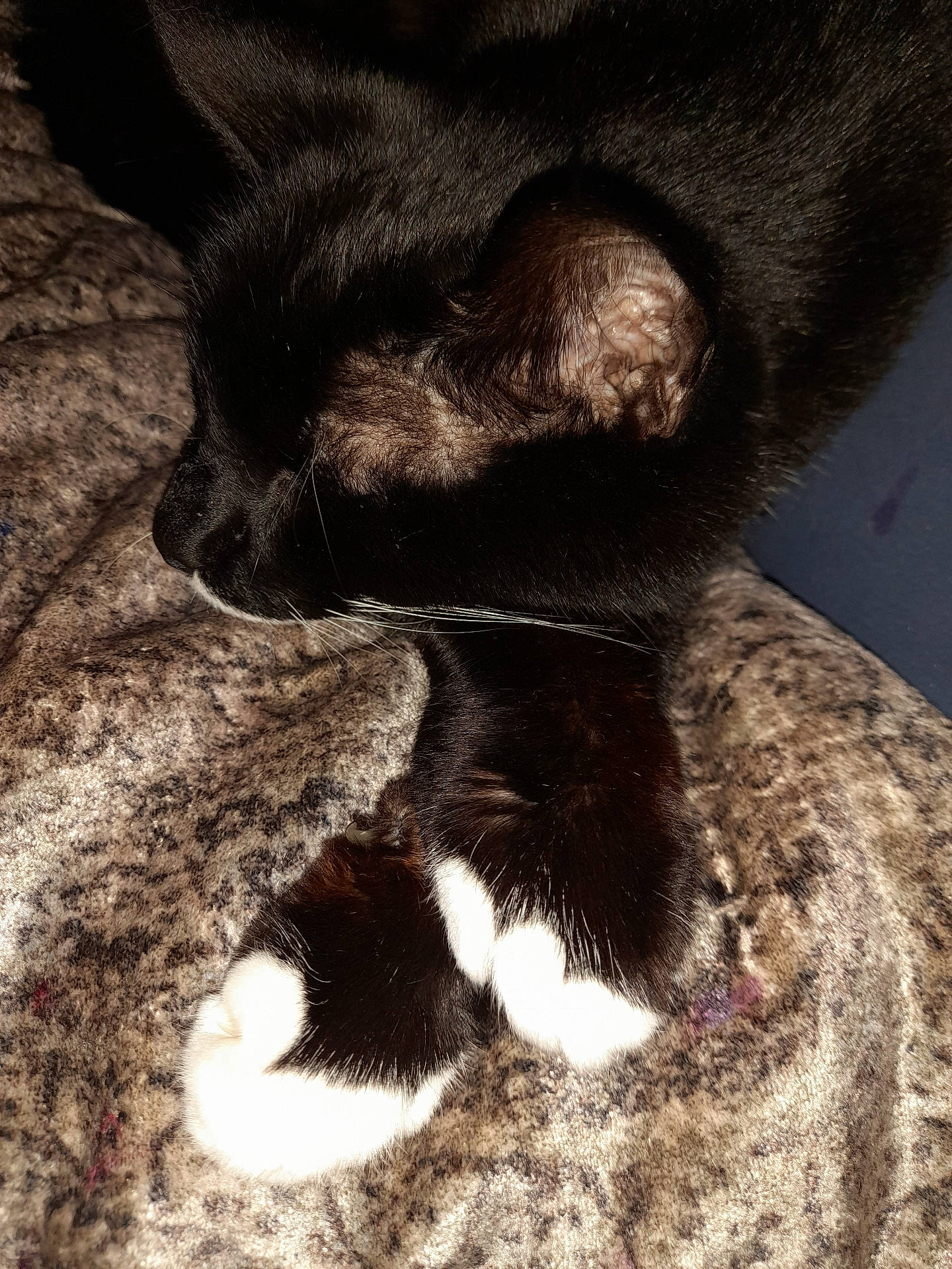 Bogart joined the competition — help win amazing prizes! animal, black_cat, blanket, cat, close_up, cozy, cute, feline, fur, indoor, nap, paw, pet, relaxation, resting, sleeping, soft, texture, whiskers, white_paws