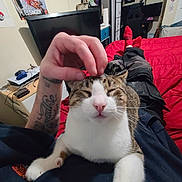 Bones is registered to the contest to win money with this photo: bed, bedroom, cat, closed_eyes, clothing, cozy, forelegs, gaming_controller, hand, indoor, nightstand, person, pet, pink_nose, red_bedspread, red_socks, relaxed, tattoo, tv, whiskers