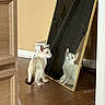 Ghost is registered to the contest to win money with this photo: animal, cat, curious, domestic, doorframe, furniture, home, household, indoor, kitten, light, looking, mirror, pet, reflection, shadow, standing, wall, wooden_floor, young_cat