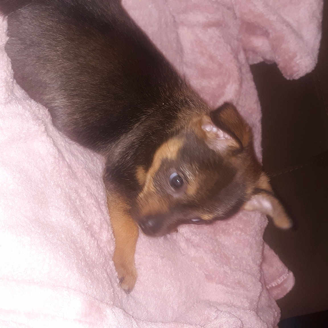 Capone