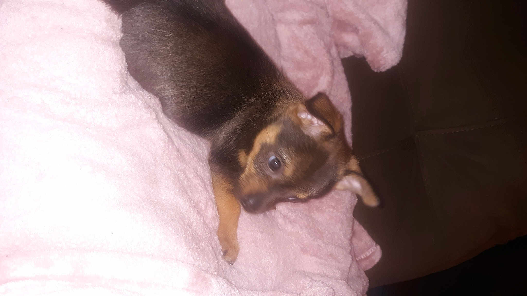 Capone