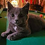 cat, gray_cat, pool_table, indoor, holiday_decor, stockings, fireplace, curious, pet, feline, cozy, green_surface, relaxed, animal, cute, home_interior, furniture, warm_lighting, decorations, mammal