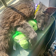 Maddox is registered to the contest to win money with this photo: cat, gray_cat, sleeping, plush_toy, windowsill, sunlight, collar, pet, indoor, cozy, feline, resting, fur, closeup, cute, domestic_animal, relaxed, animal, toy, sunbeam