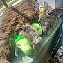 cat, gray_cat, sleeping, plush_toy, windowsill, sunlight, collar, pet, indoor, cozy, feline, resting, fur, closeup, cute, domestic_animal, relaxed, animal, toy, sunbeam