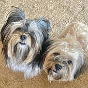 Phoebe And Gypsy is registered to the contest to win money with this photo: adorable, animal, beige_carpet, companions, curious, cute, cute_faces, dog, domestic_animal, fluffy, friendly, furry, hair_ties, hairy, indoor, looking_up, pet, playful, small_dog, two_dogs