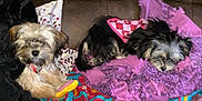 Phoebe And Gypsy joined the competition — help win amazing prizes! affenpinscher, animal, architecture, blanket, building, canine, couch, cushion, dog, furniture, homedecor, indoors, linen, livingroom, person, pet, puppy, quilt, room, terrier