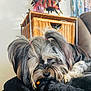 animal, black_blanket, comfort, cozy, cute, dog, fur, furniture, home, indoor, living_room, long_hair, nap, pet, pigtails, relaxed, resting, sleeping, small_dog, wicker_basket