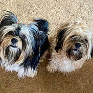 Phoebe Charmed joined the competition — help win amazing prizes! adorable, animal, black_and_white, brown_and_white, carpet, companions, curious, cute, dog, domestic_animal, fluffy, fur, indoor, looking_up, pet, playful, shaggy_fur, small_dog, tongue_out, two_animals