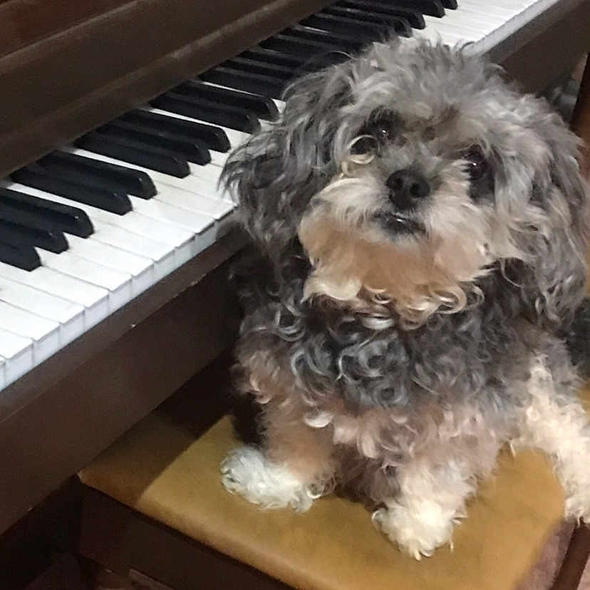 Mu Pie joined the competition — help win amazing prizes! affenpinscher, animal, canine, dog, grandpiano, keyboard, leisureactivities, music, musicalinstrument, musician, performer, person, pet, pianist, piano, poodle, puppy, terrier, uprightpiano