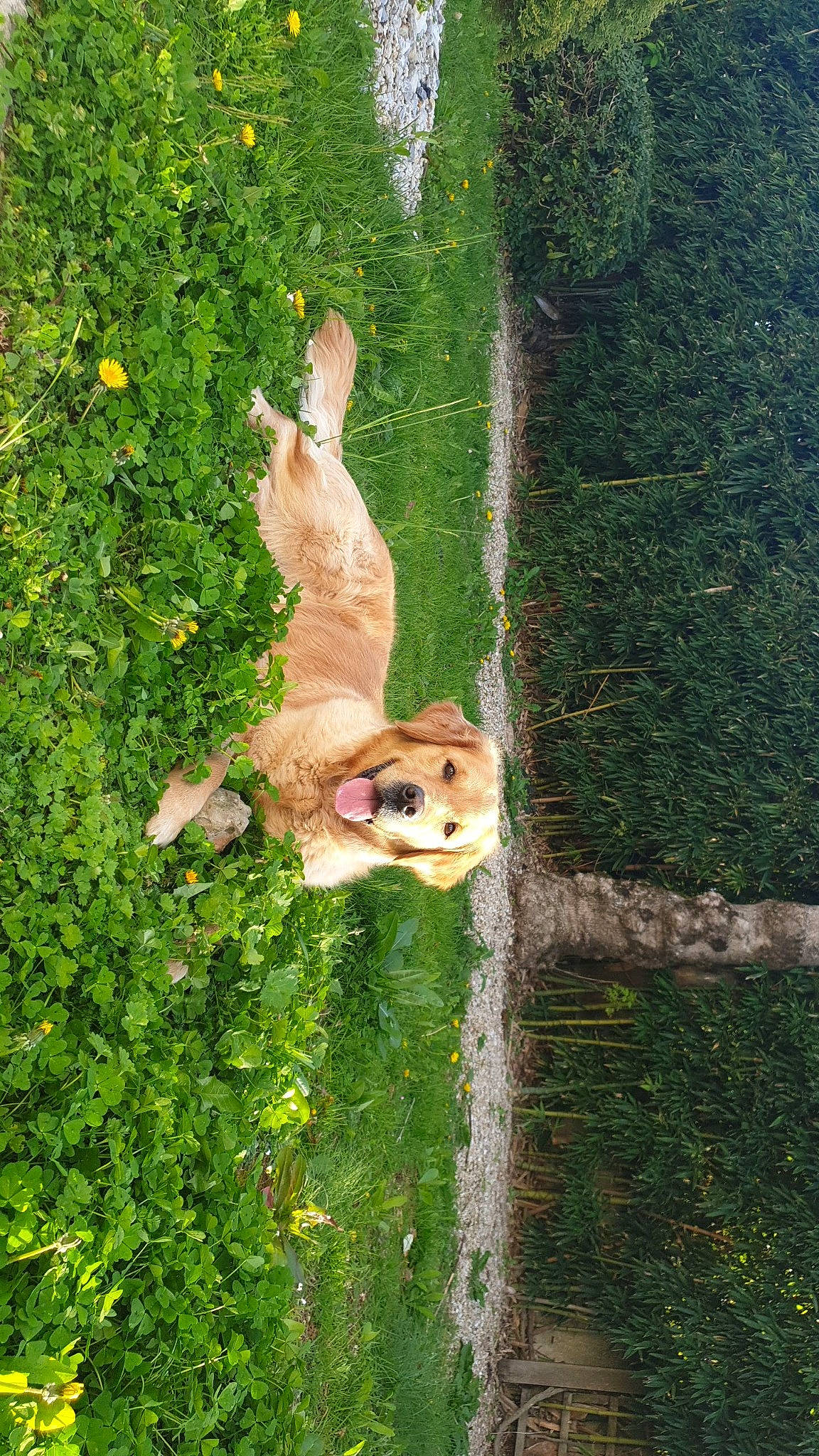 Neia a rejoint le concours — aidez-le/la à gagner de superbes lots ! ball, canidae, carnivore, companion_dog, dog, dog_breed, fawn, grass, grass_family, groundcover, lawn, plant, shrub, snout, sporting_group, tail, toy, tree, trunk, wood