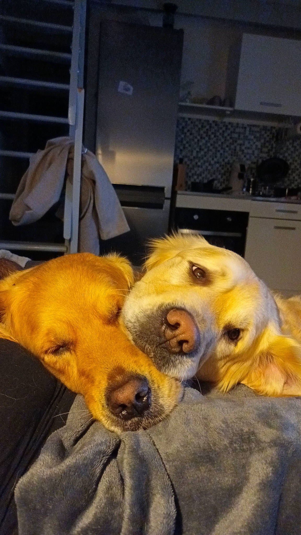 Neia participe au concours pour gagner de l'argent avec cette photo : canidae, carnivore, comfort, companion_dog, dog, dog_breed, ear, fawn, felidae, fur, mammal, paw, plush, retriever, snout, sporting_group, terrestrial_animal, vertebrate, whiskers, working_animal