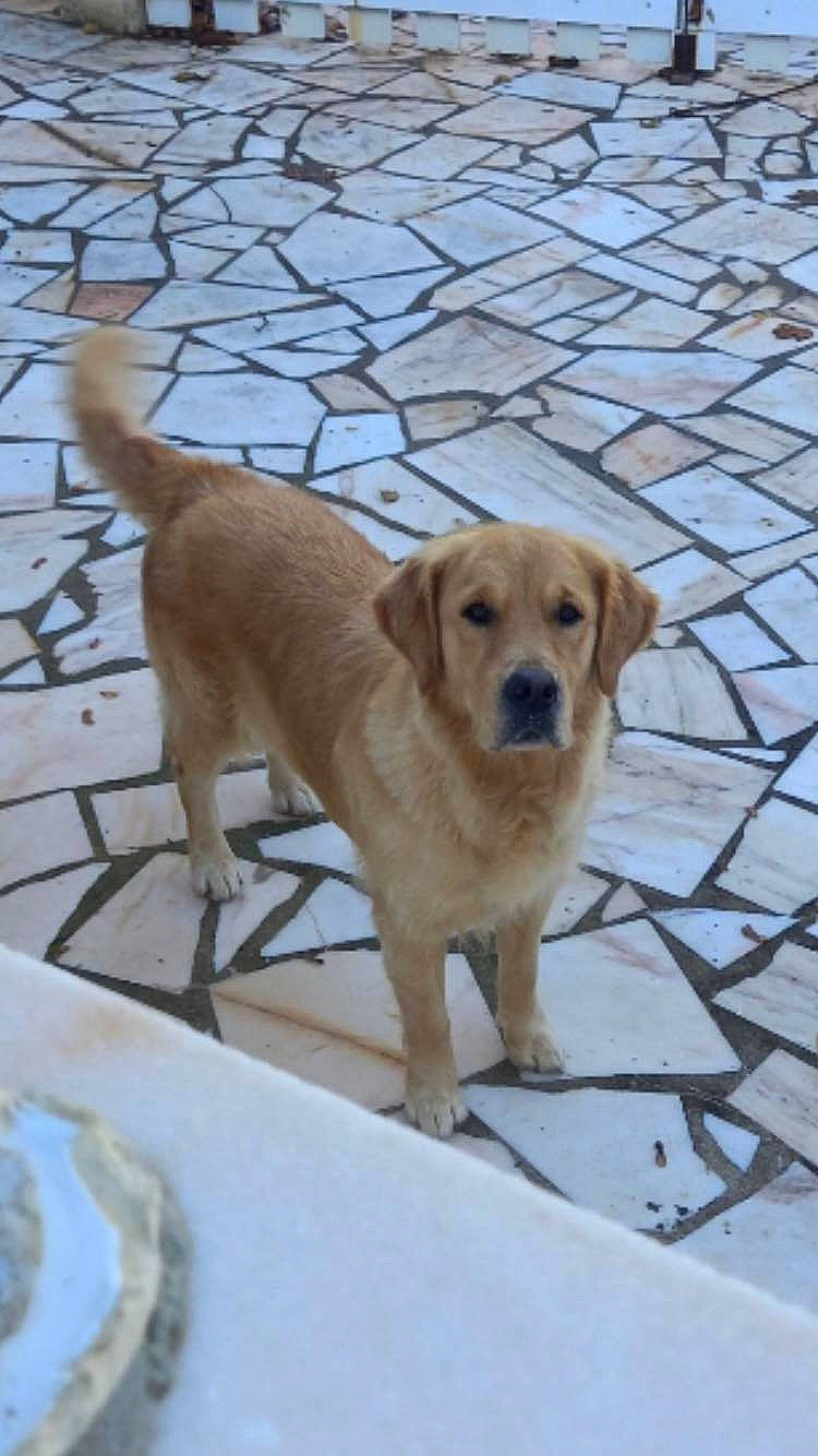 Neia participe au concours pour gagner de l'argent avec cette photo : canidae, carnivore, chair, collar, companion_dog, dog, dog_breed, fawn, flooring, gun_dog, labrador_retriever, pet_supply, plate, snow, sporting_group, tail, working_animal, working_dog