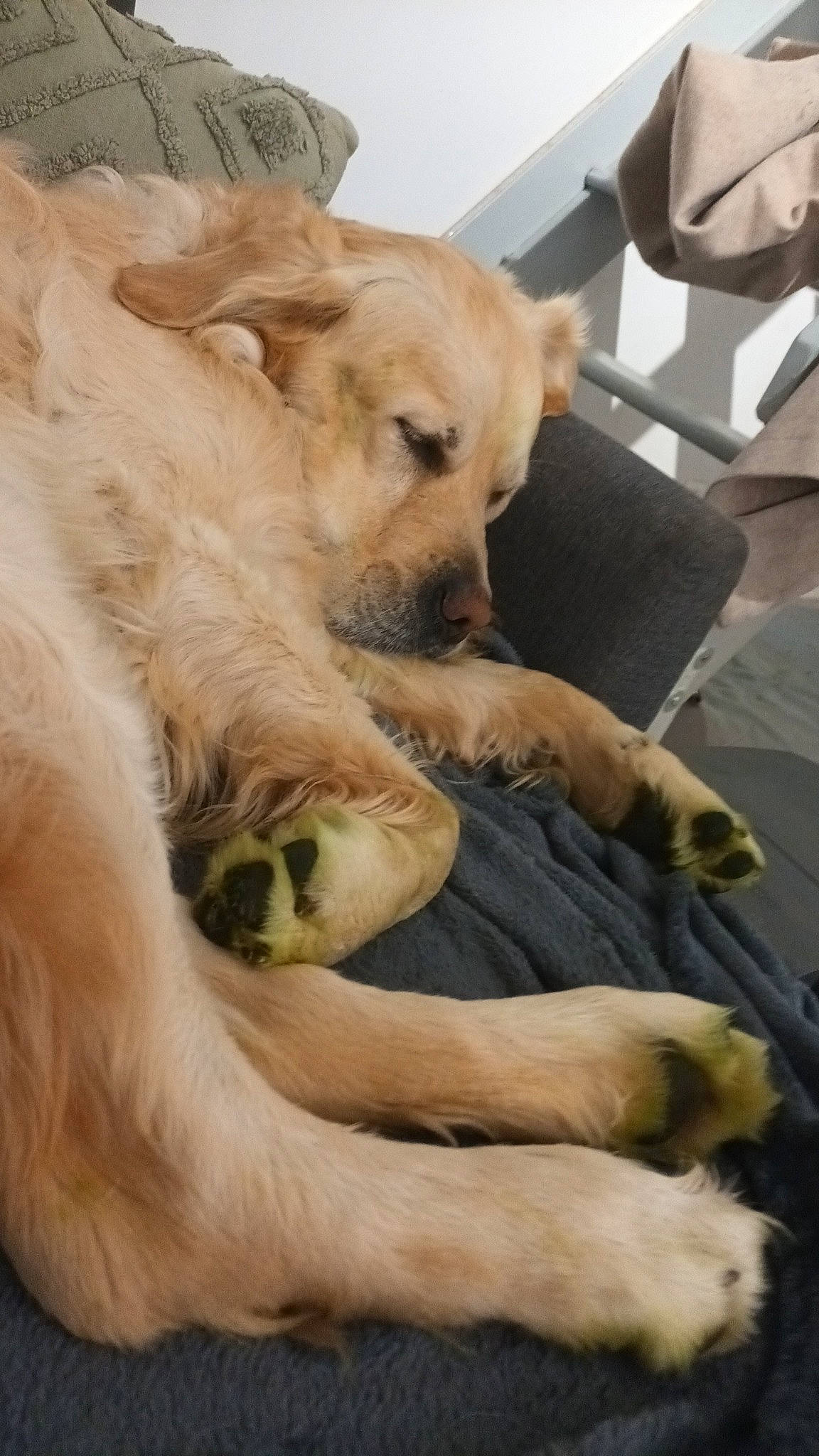 Flappy participe au concours pour gagner de l'argent avec cette photo : ancient_dog_breeds, canidae, carnivore, chair, comfort, companion_dog, dog, dog_breed, fawn, foot, fur, guard_dog, non_sporting_group, paw, snout, sporting_group, terrestrial_animal, whiskers, working_animal, wrinkle